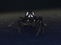 Metaphidippus manni
