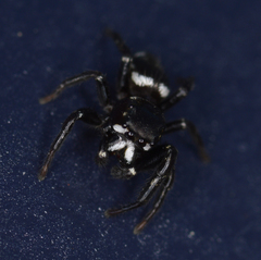 Metaphidippus manni