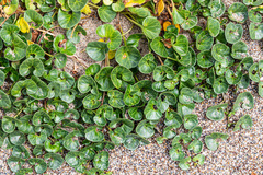 Calystegia soldanella