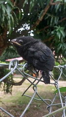 Crotophaga sulcirostris