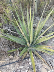 Agave kerchovei
