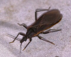 Triatoma rubida