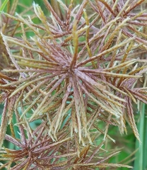 Cyperus odoratus