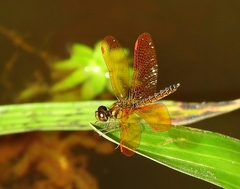 Perithemis tenera