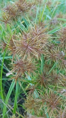 Cyperus odoratus