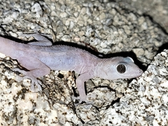 Phyllodactylus nocticolus