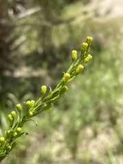 Solidago