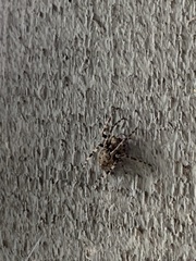 Larinioides sclopetarius