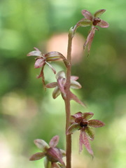 Neottia cordata