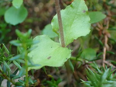 Neottia cordata