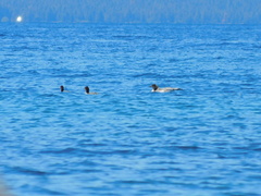 Mergus merganser americanus