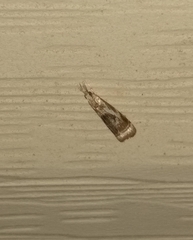 Microcrambus elegans