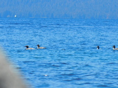 Mergus merganser americanus