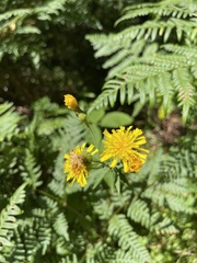 Hieracium umbellatum