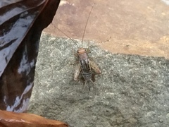 Allonemobius fasciatus