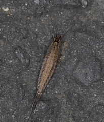 Archaeognatha