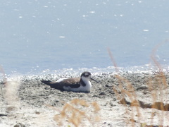 Himantopus mexicanus