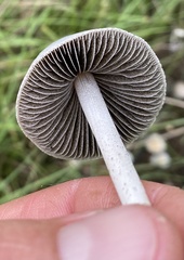 Panaeolus