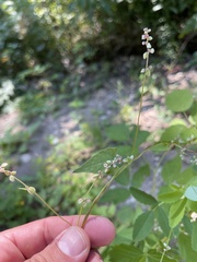 Fallopia convolvulus