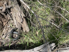 Pseudechis porphyriacus