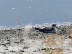 Himantopus mexicanus