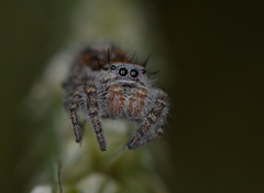 Phidippus comatus