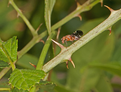 Delphinia picta