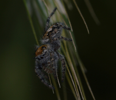 Phidippus comatus