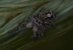 Phidippus comatus