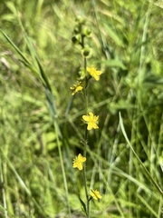 Agrimonia gryposepala