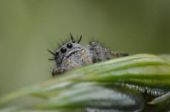 Phidippus comatus