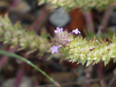Verbena bracteata