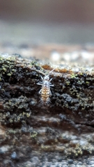 Orchesella