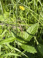 Agrimonia gryposepala