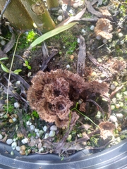 Thelephora terrestris