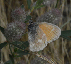 Coenonympha california