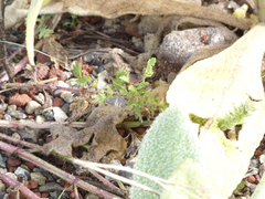 Verbena bracteata