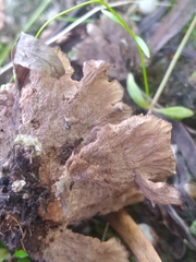 Thelephora terrestris