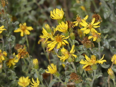 Heterotheca