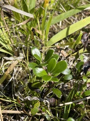 Arctostaphylos uva-ursi