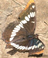 Limenitis lorquini