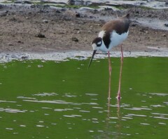 Himantopus mexicanus