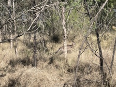 Macropus giganteus