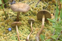 Cortinarius chrysolitus
