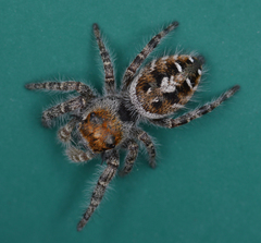 Phidippus comatus