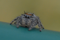 Phidippus comatus