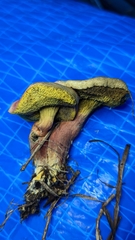 Xerocomellus chrysenteron