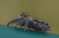Phidippus comatus