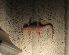 Hemidactylus turcicus