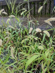 Setaria viridis